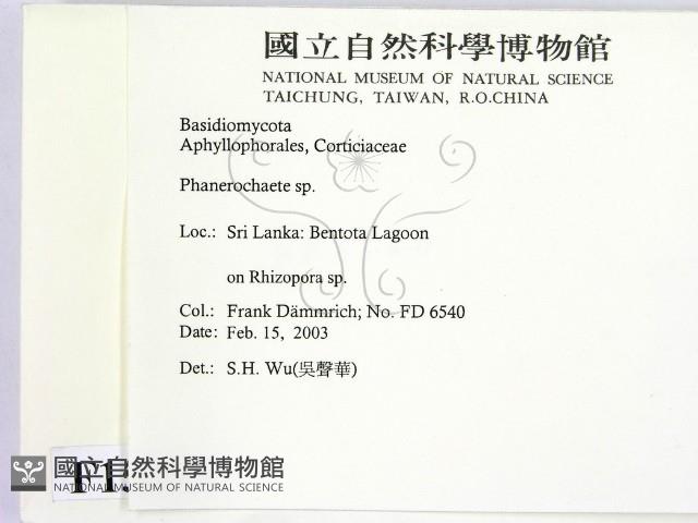顯絲菌屬藏品圖，第2張