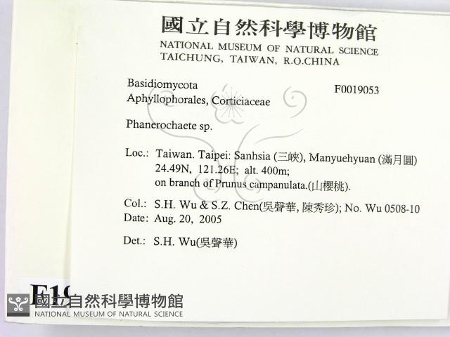 顯絲菌屬藏品圖，第2張