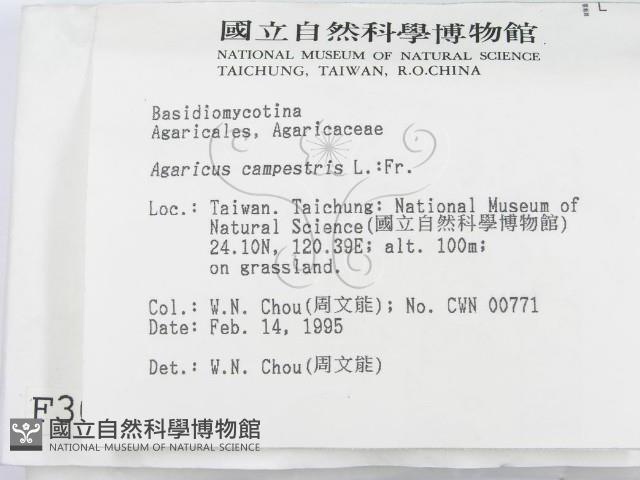 蘑菇藏品圖，第2張