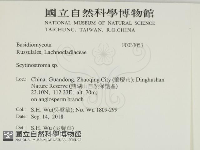 革墊菌屬藏品圖，第2張