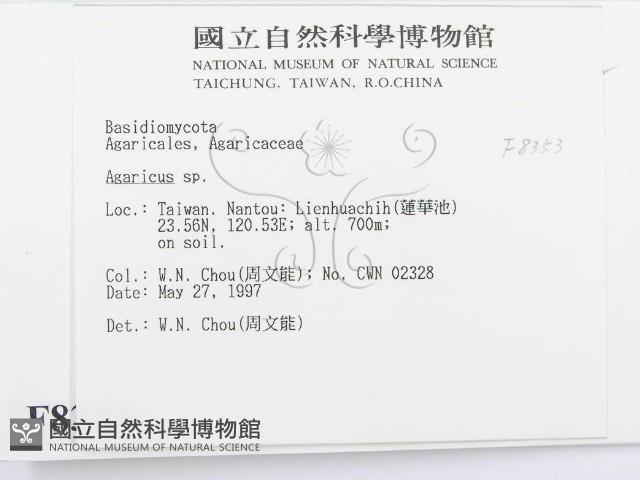 傘菌屬藏品圖，第2張