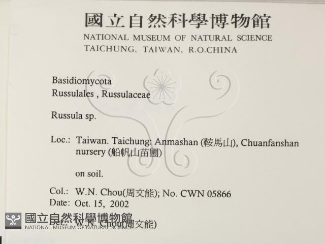 紅菇屬藏品圖，第2張