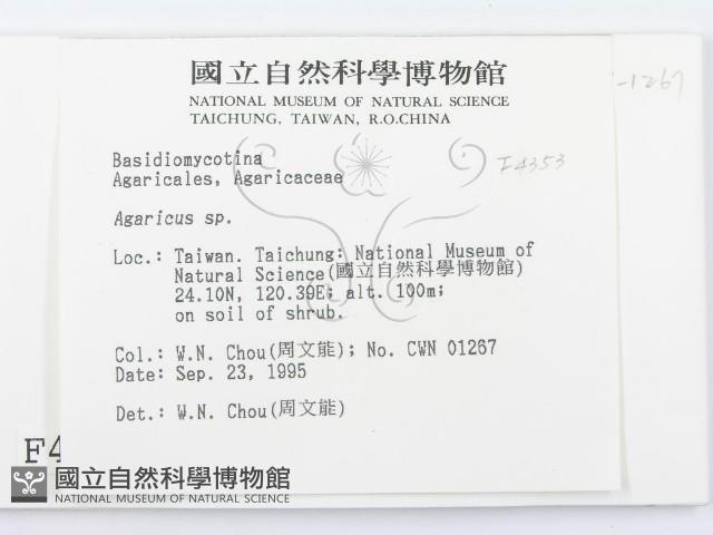 傘菌屬藏品圖，第2張