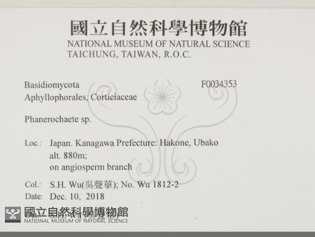 顯絲菌屬藏品圖，第2張