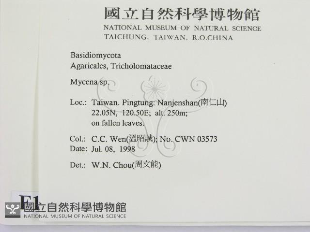 小菇屬藏品圖，第2張