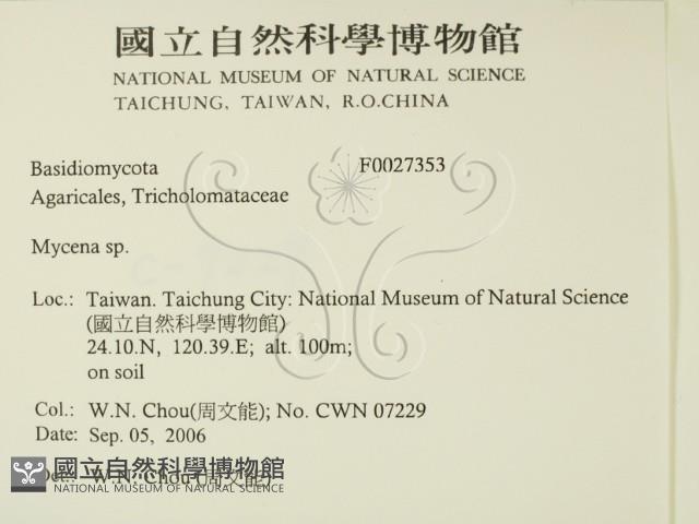 小菇屬藏品圖，第2張