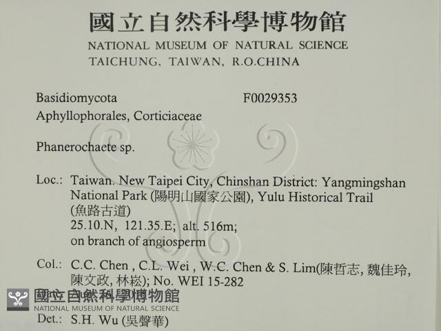 顯絲菌屬藏品圖，第2張