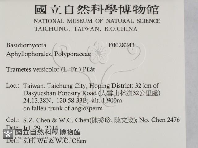 雲芝藏品圖，第2張