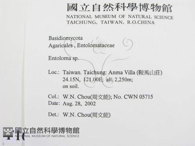 粉褶菌屬藏品圖，第2張
