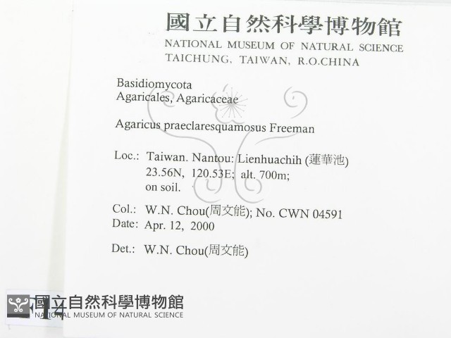 細鱗蘑菇藏品圖，第2張