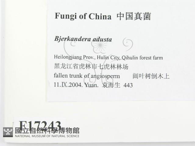 煙管菌藏品圖，第2張