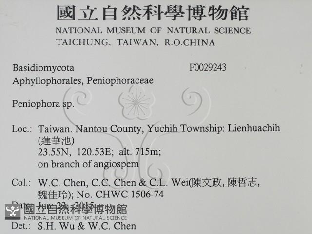 筍殼菌屬藏品圖，第2張