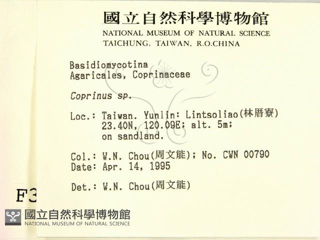 鬼傘屬藏品圖，第2張