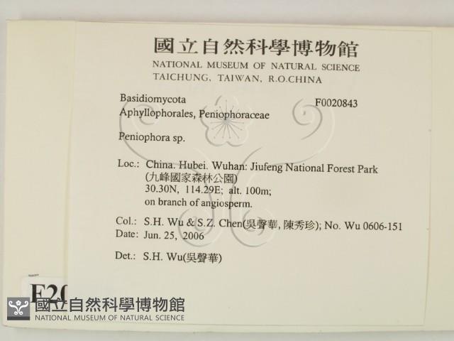 筍殼菌屬藏品圖，第2張