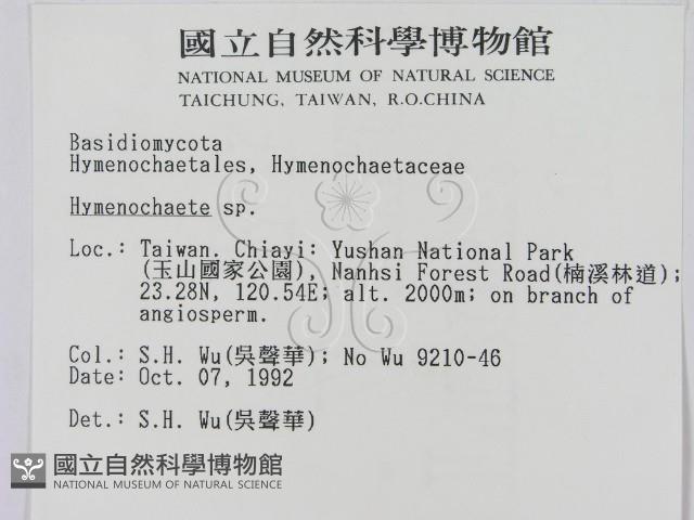 刺革菌屬藏品圖，第2張