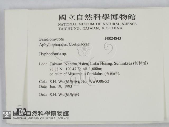 絲齒菌屬藏品圖，第2張