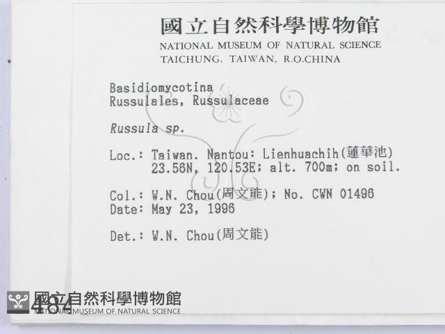 紅菇屬藏品圖，第2張