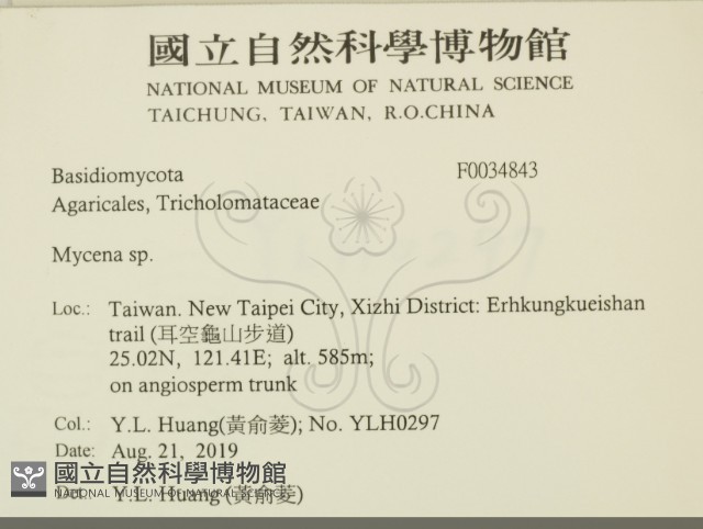 小菇屬藏品圖，第2張