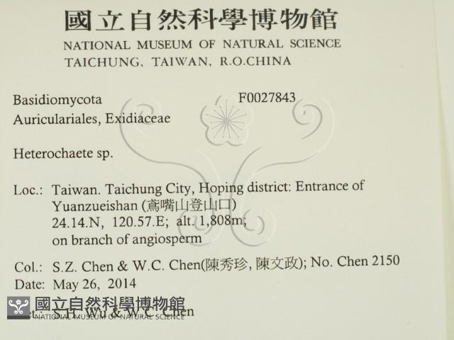 刺皮菌屬藏品圖，第2張