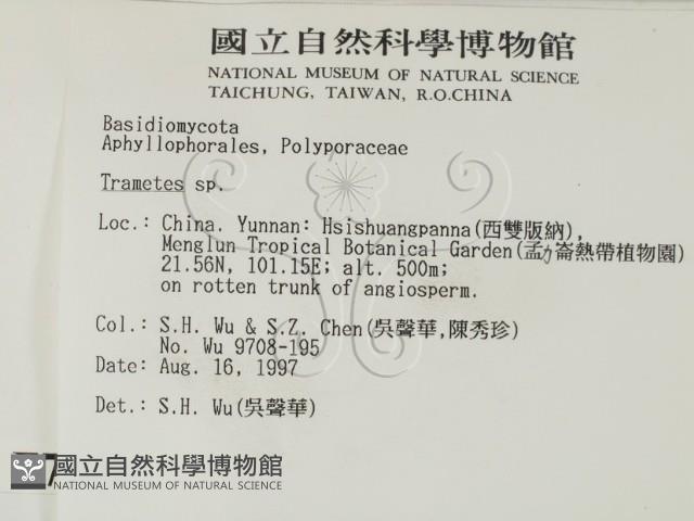 栓菌屬藏品圖，第2張