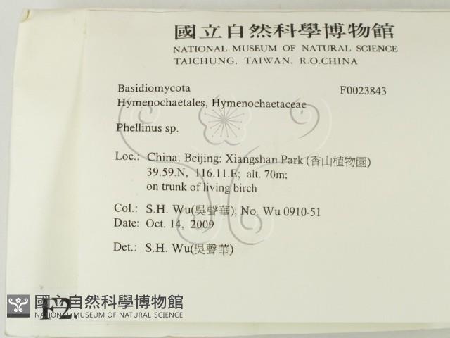 木層孔菌屬藏品圖，第2張