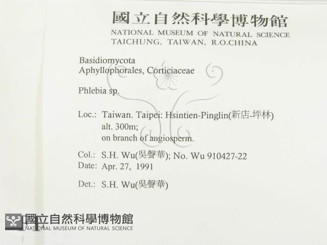 射脈菌屬藏品圖，第2張