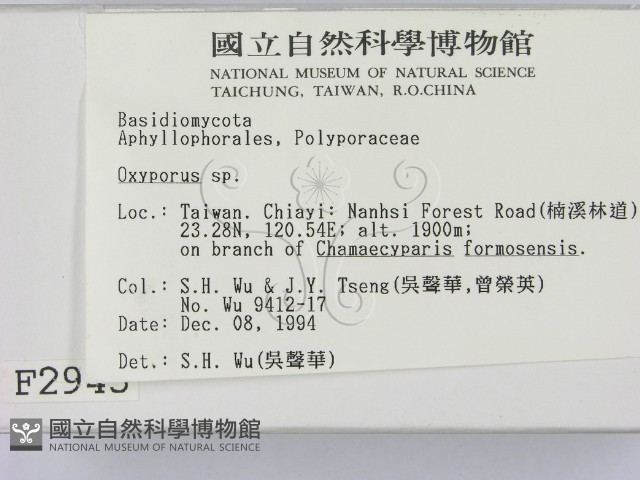 銳孔菌屬藏品圖，第2張