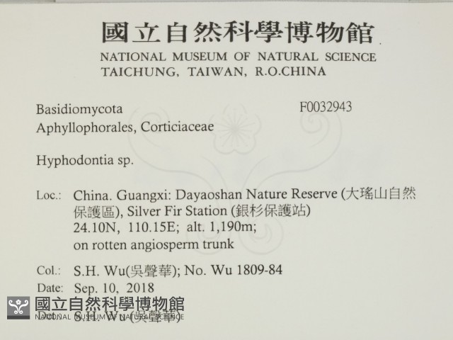 絲齒菌屬藏品圖，第2張