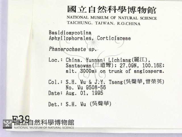 顯絲菌屬藏品圖，第2張