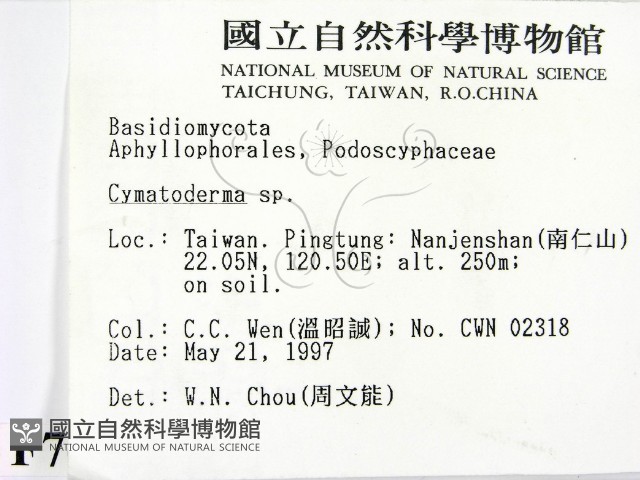 波邊革菌屬藏品圖，第2張