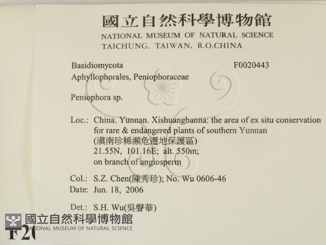 筍殼菌屬藏品圖，第2張