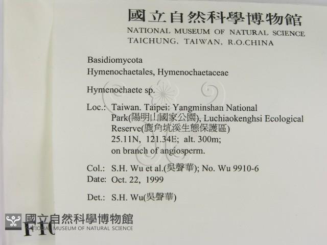 刺革菌屬藏品圖，第2張