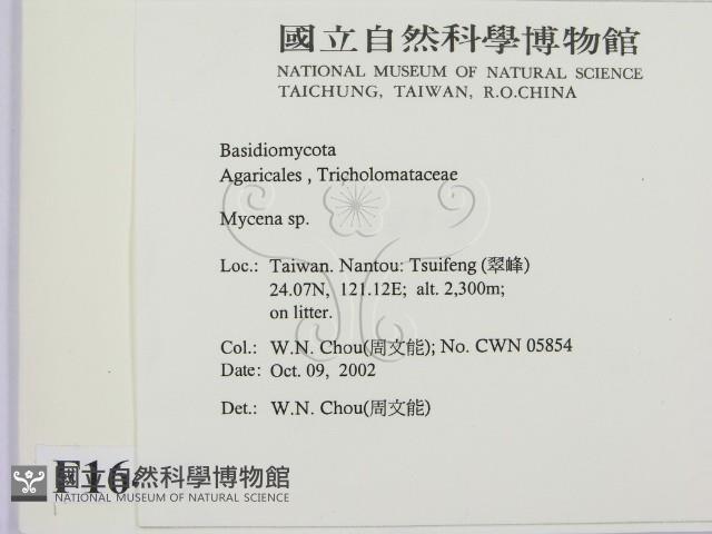 小菇屬藏品圖，第2張