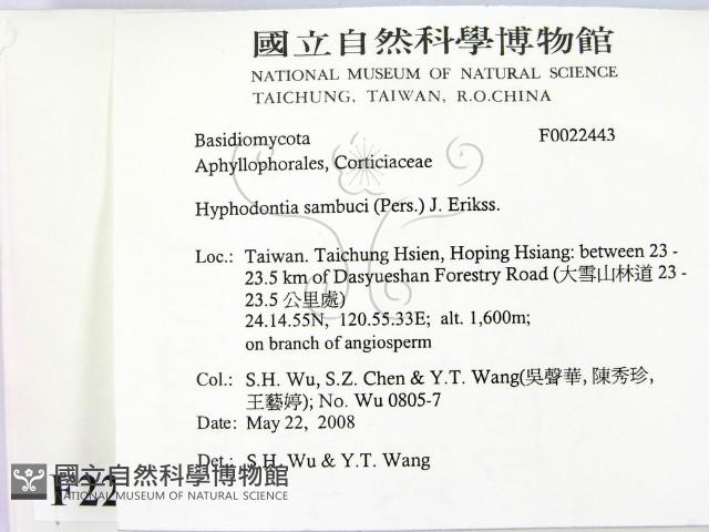 冇骨消絲齒菌藏品圖，第2張