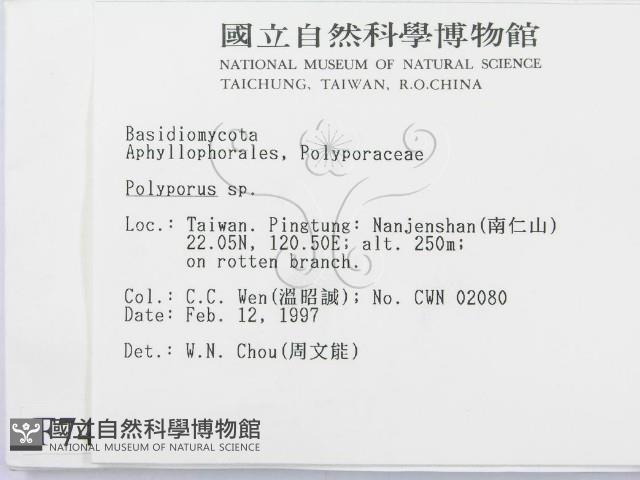 多孔菌屬藏品圖，第2張