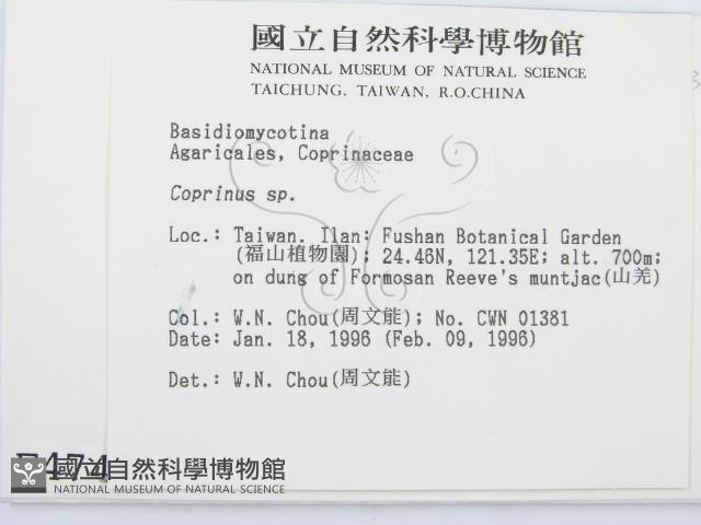 鬼傘屬藏品圖，第2張