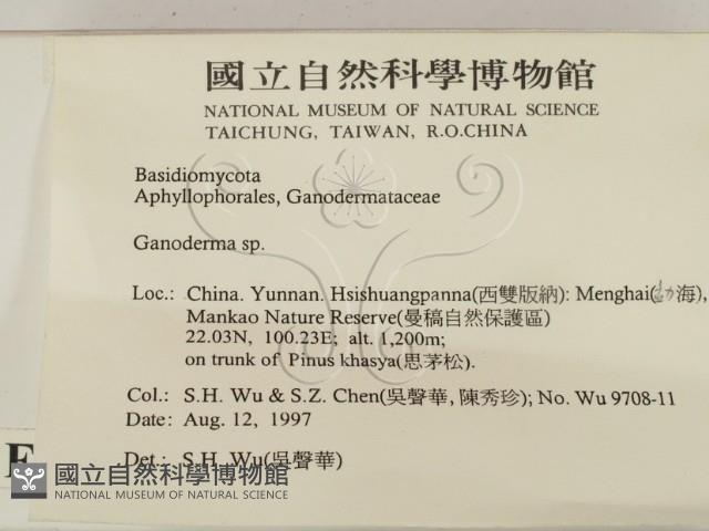 靈芝屬藏品圖，第2張