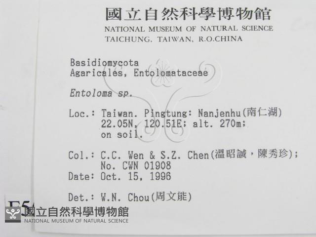 粉褶菌屬藏品圖，第2張