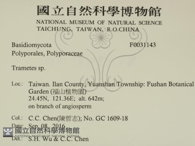 栓菌屬藏品圖，第2張