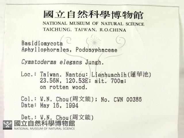 優雅波邊革菌藏品圖，第2張