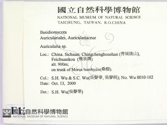 木耳屬藏品圖，第2張