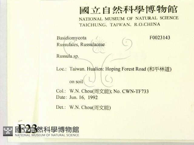 紅菇屬藏品圖，第2張