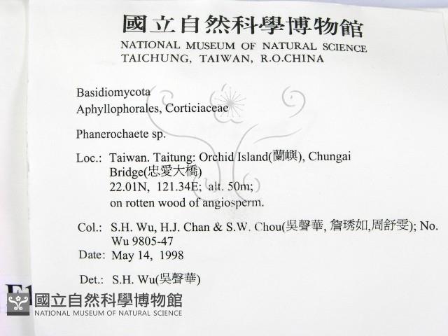 顯絲菌屬藏品圖，第2張