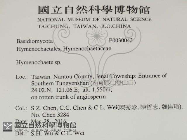 刺革菌屬藏品圖，第2張