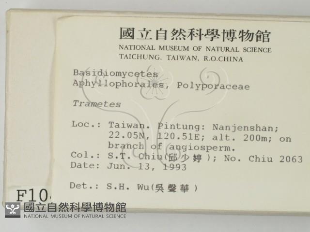 栓菌屬藏品圖，第2張