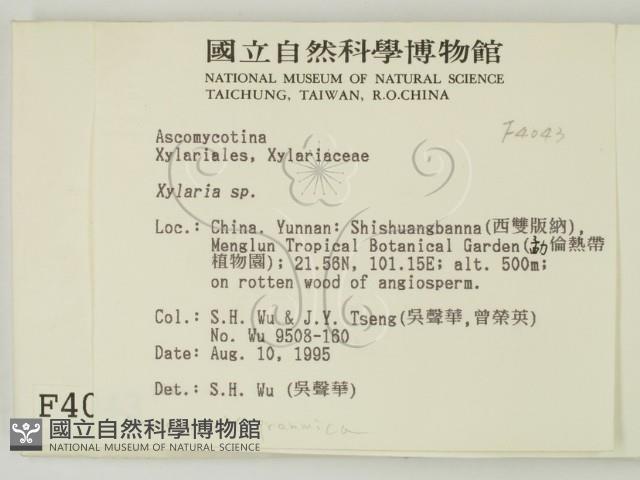 炭角菌屬藏品圖，第2張