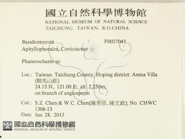 顯絲菌屬藏品圖，第2張