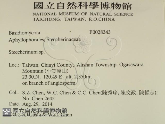 齒耳菌屬藏品圖，第2張