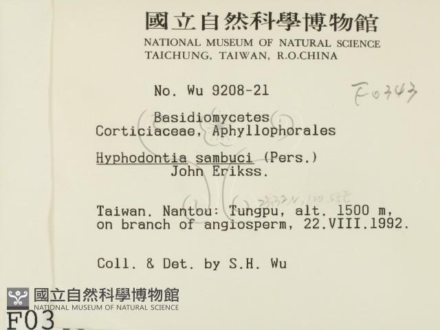 冇骨消絲齒菌藏品圖，第2張