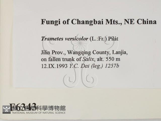 雲芝藏品圖，第2張